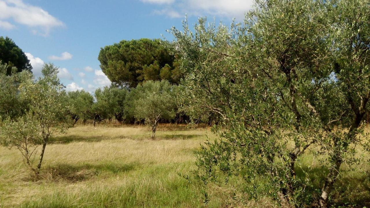 Olive Garden Guest House كيوبارِسِيا المظهر الخارجي الصورة