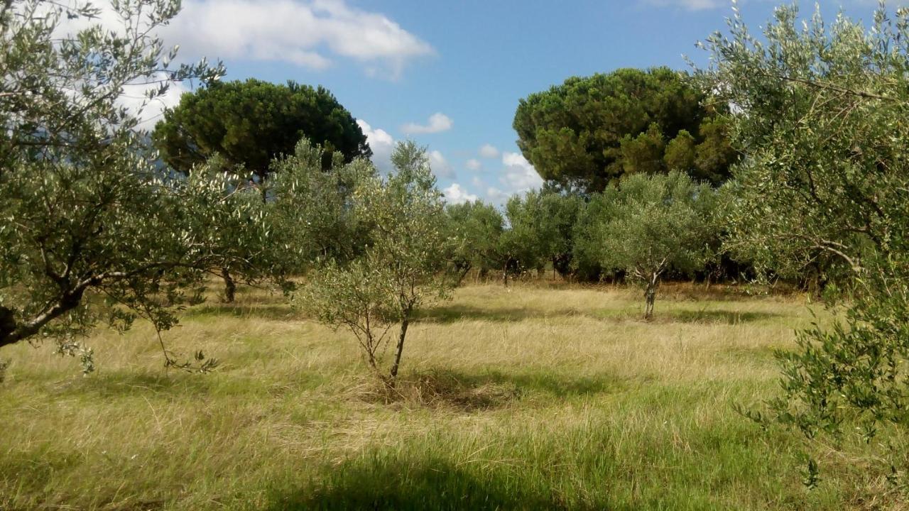 Olive Garden Guest House كيوبارِسِيا المظهر الخارجي الصورة